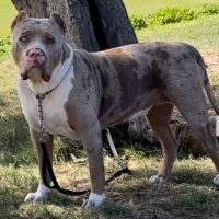 Beyond Blessed Bullies Cookie