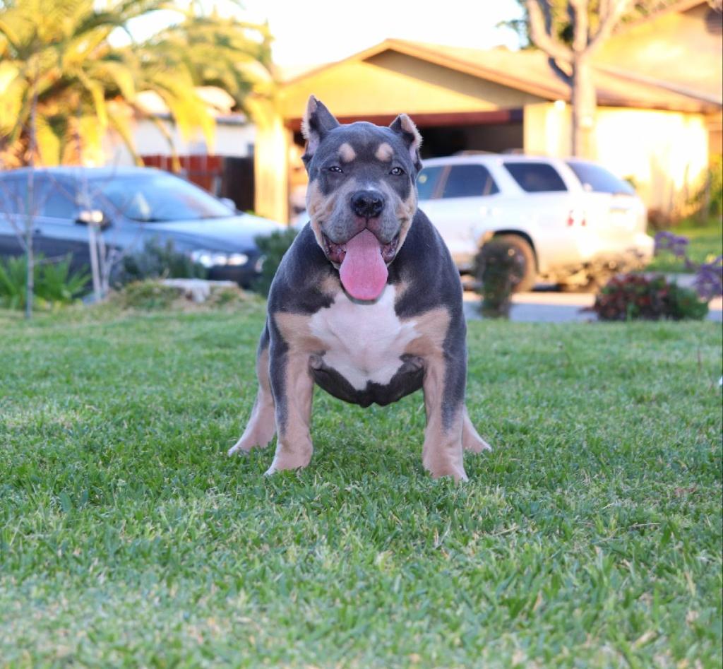 Dog Featured Image