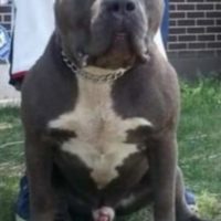 Iron Kings Cody Bleu