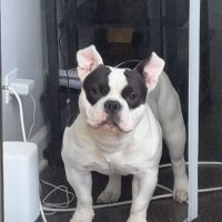 SHORTSTACK BULLIES MIDWEST FATBOY