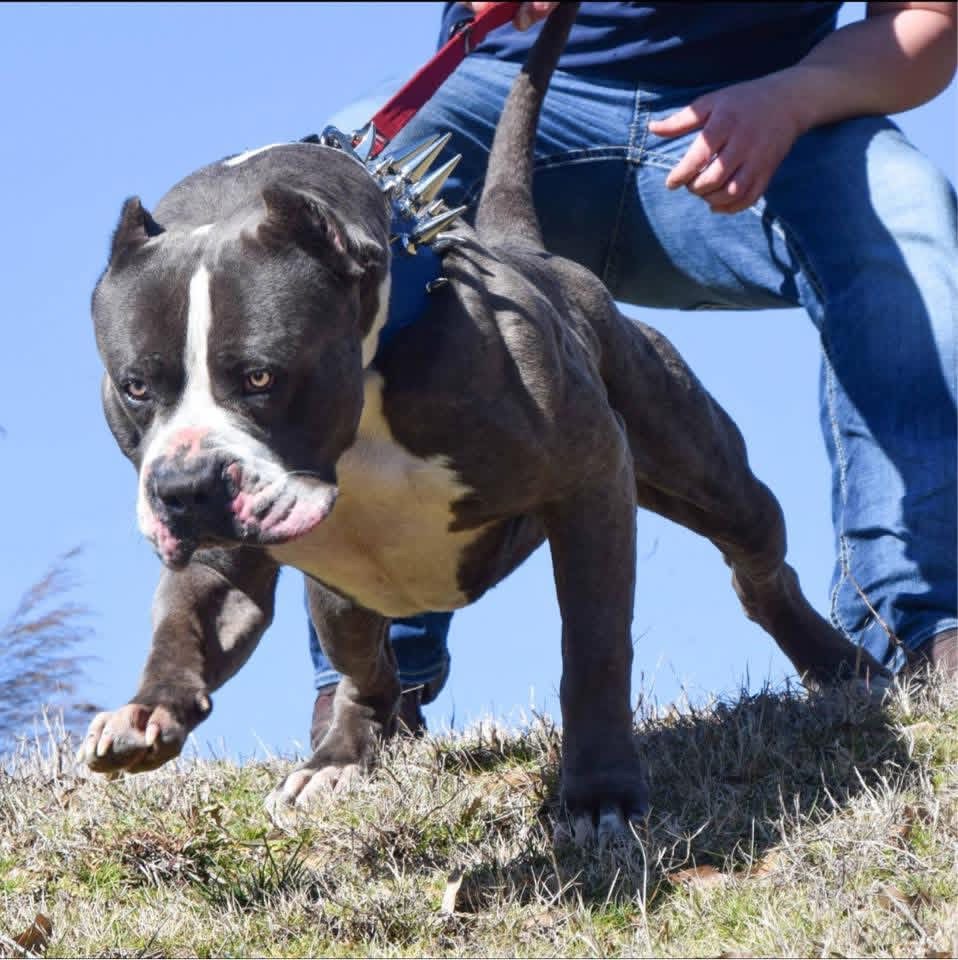 Dog Featured Image