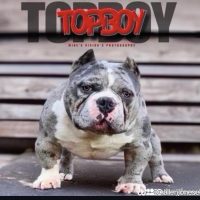 Dog Featured Image