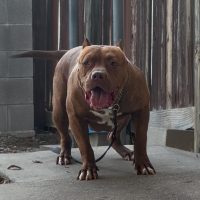 Dog Featured Image
