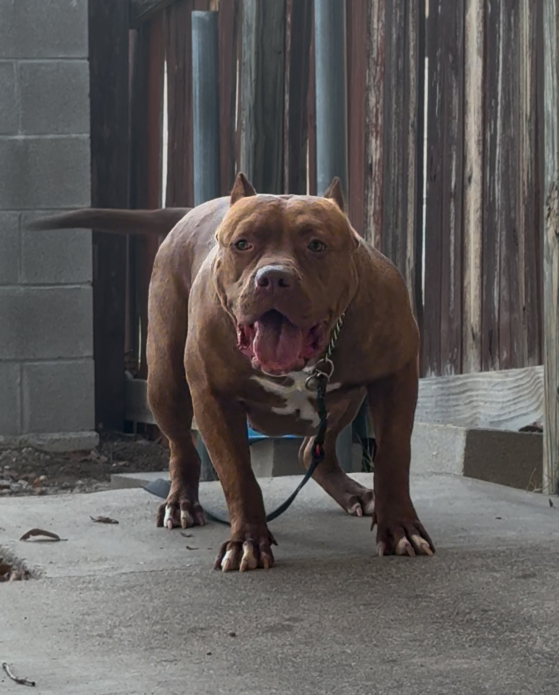 Dog Featured Image