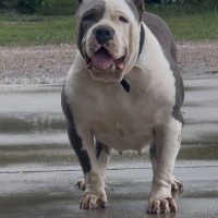 Fontenot’s Dutchess
