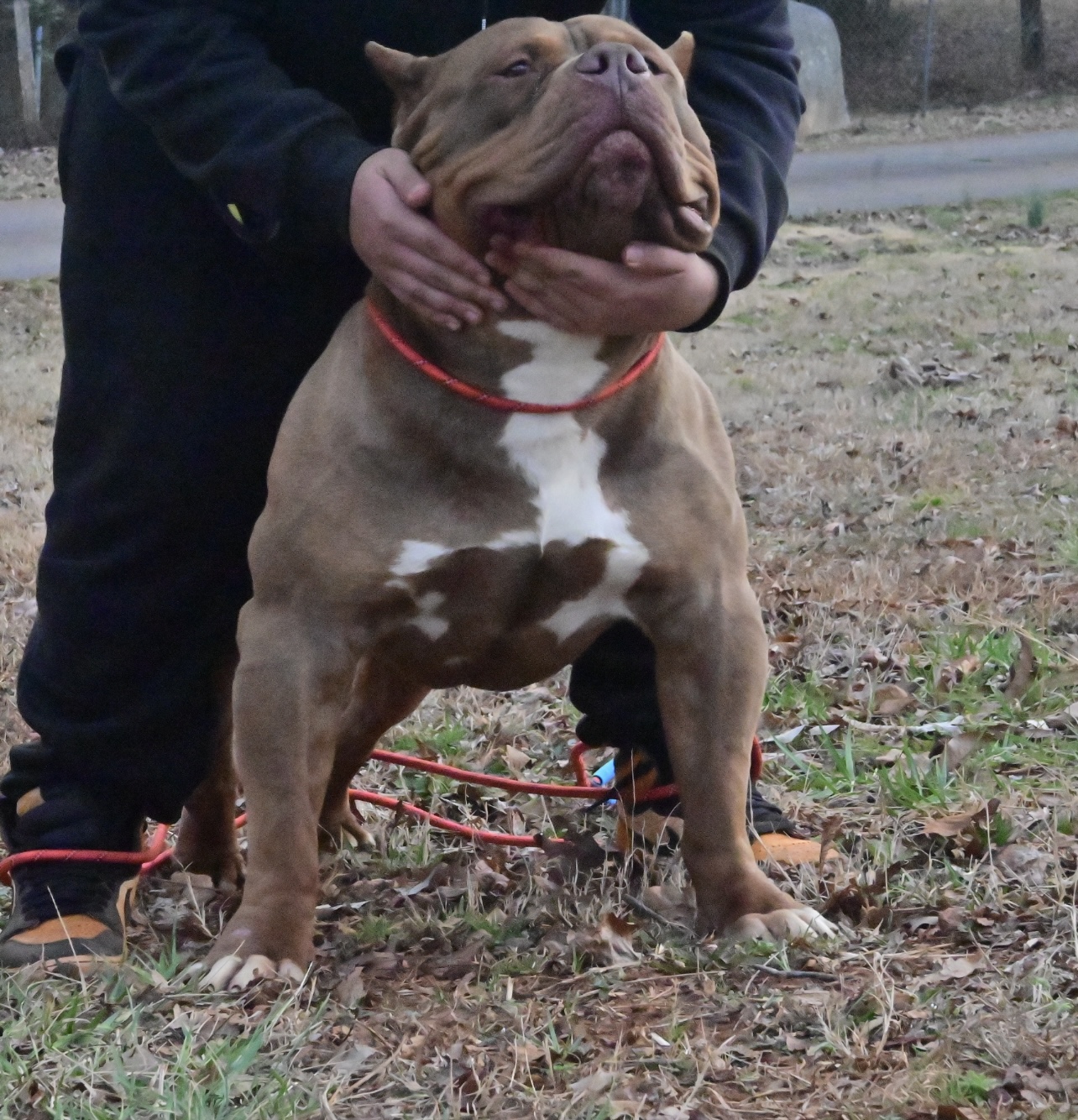 Dog Featured Image