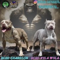 Dog Featured Image