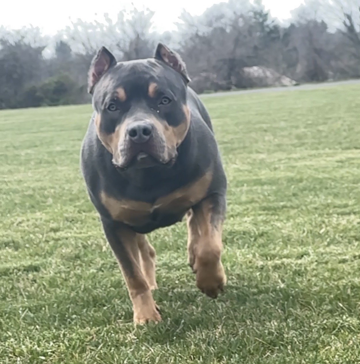 Dog Featured Image