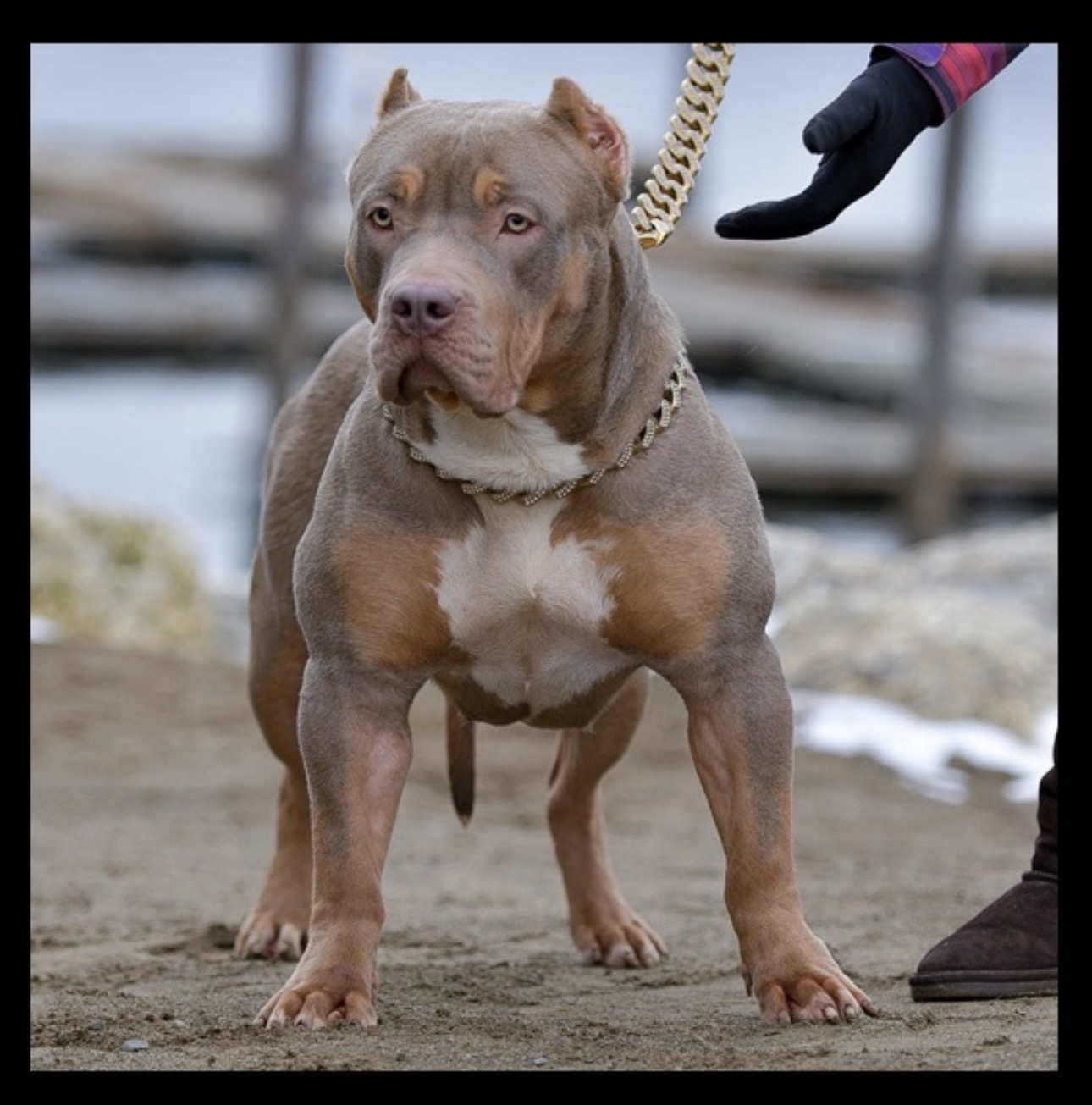 Dog Featured Image