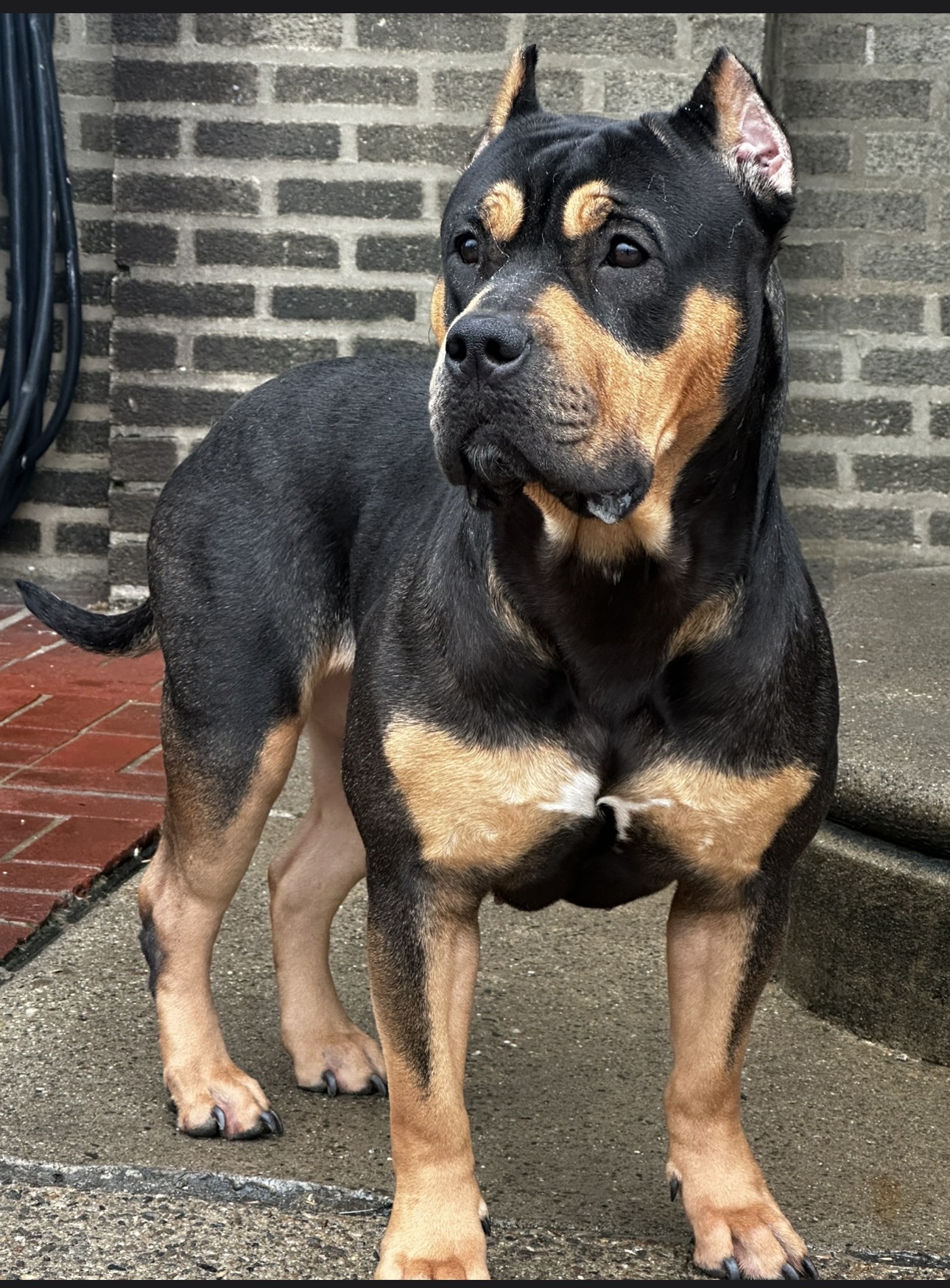 Dog Featured Image