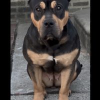Dog Featured Image