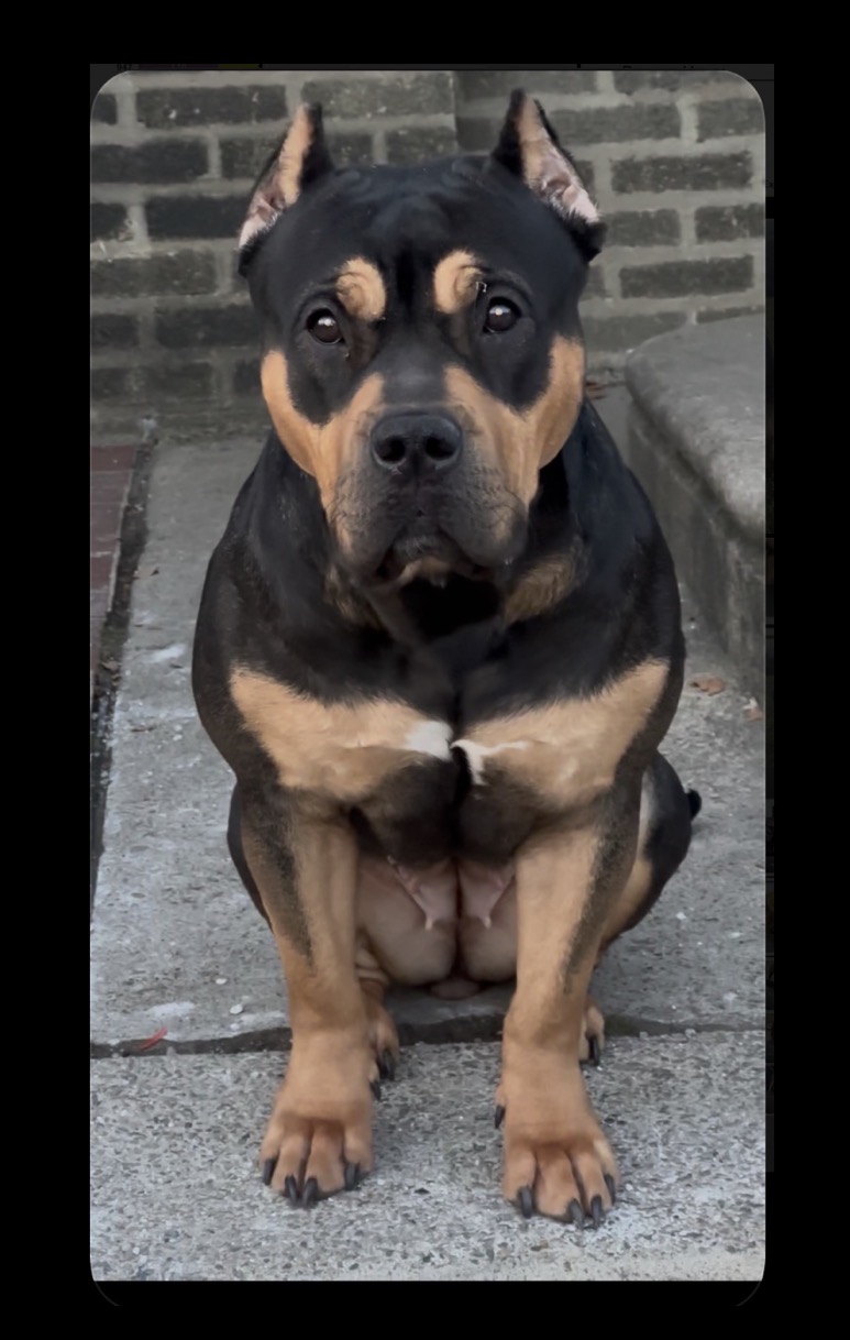 Dog Featured Image