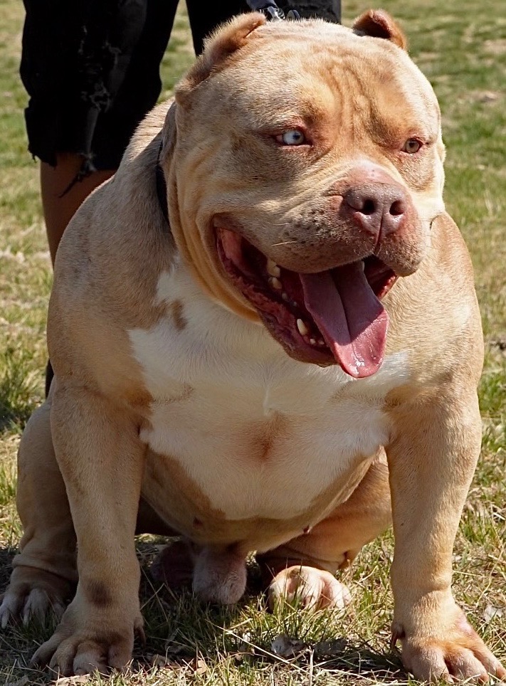 Dog Featured Image