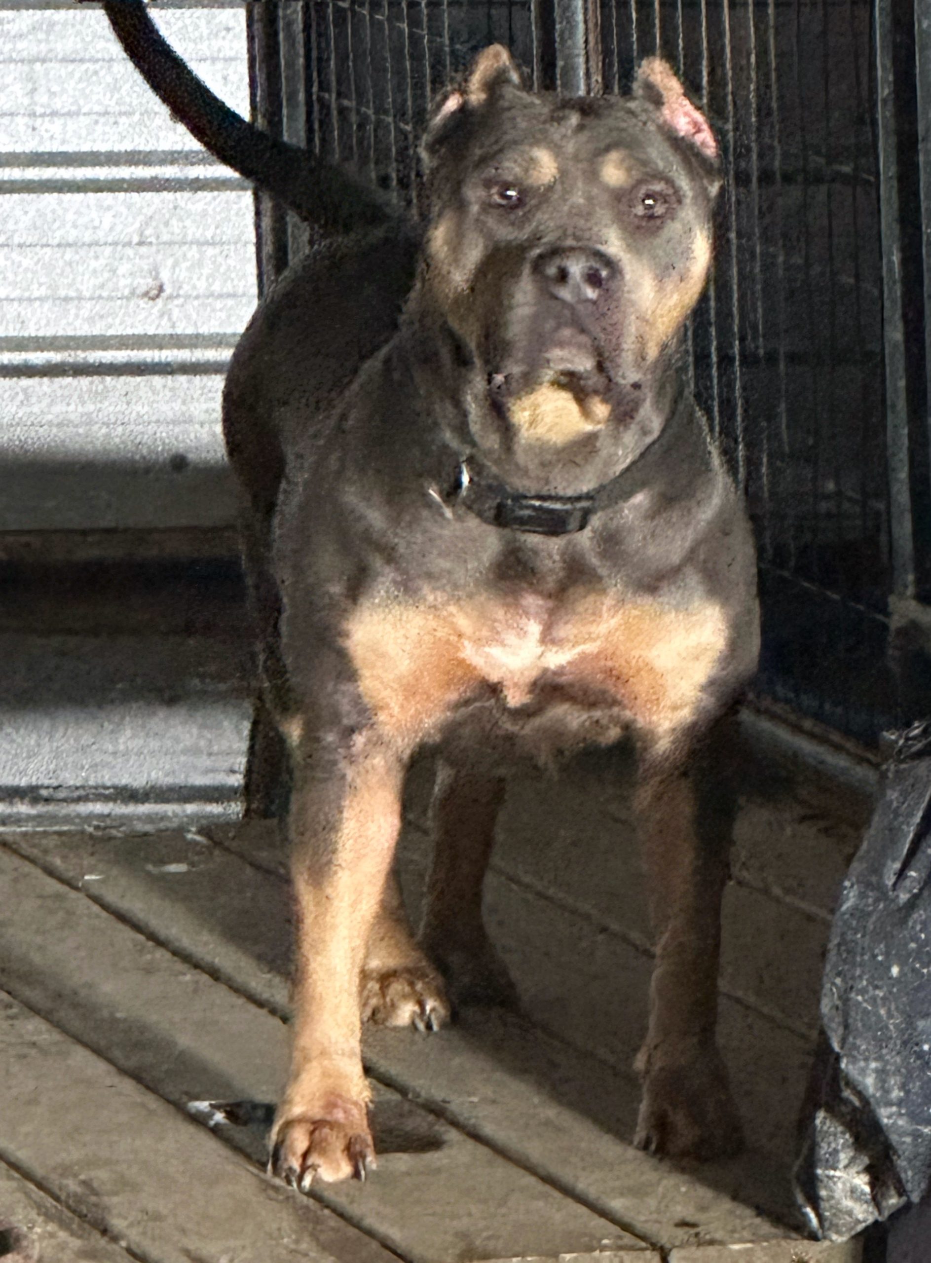 Dog Featured Image