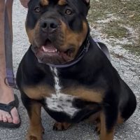 Dog Featured Image