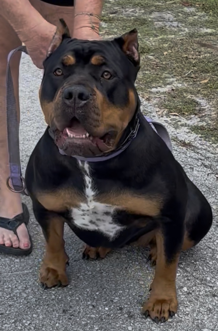 Dog Featured Image