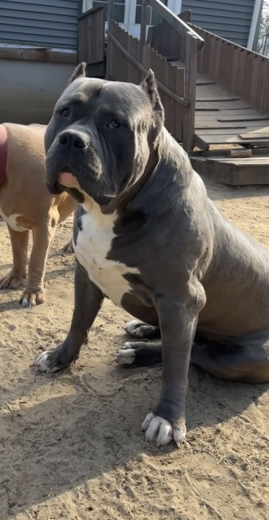 Dog Featured Image