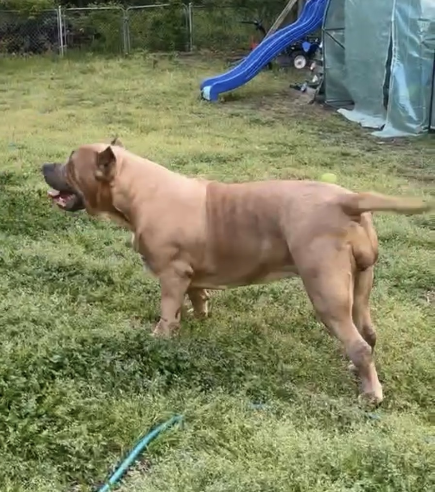Dog Featured Image