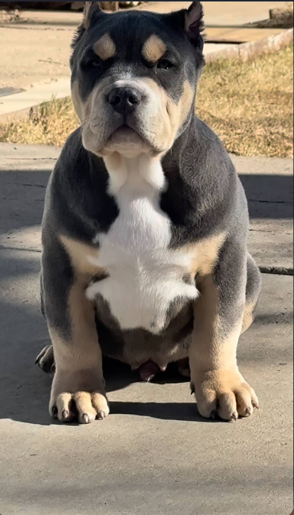 Dog Featured Image