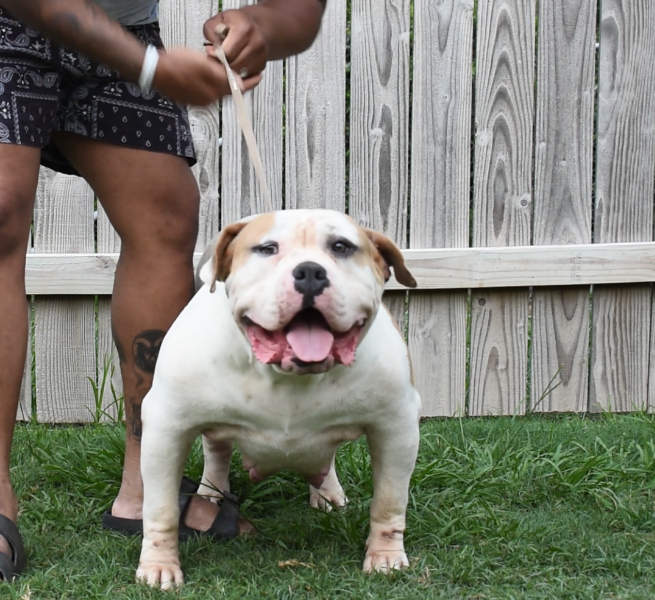 Dog Featured Image
