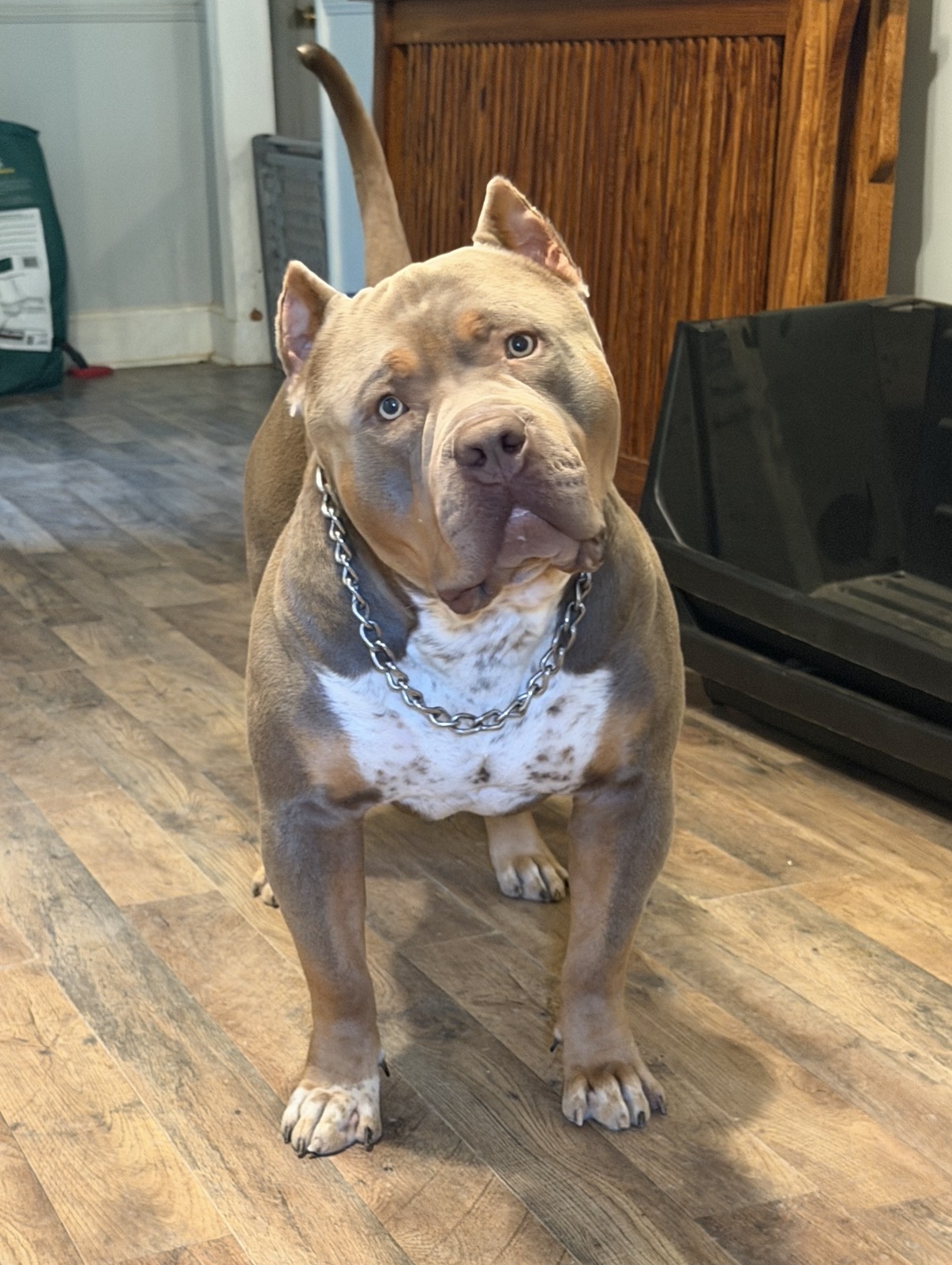 Dog Featured Image