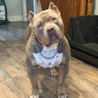 Dog Featured Image