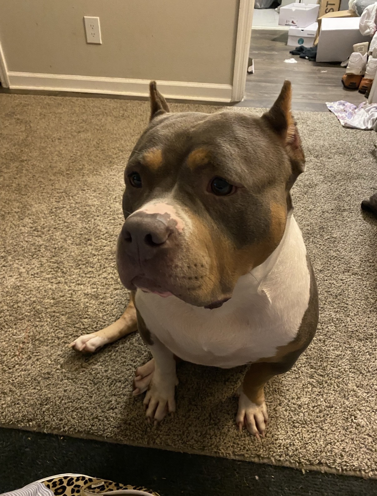 Dog Featured Image