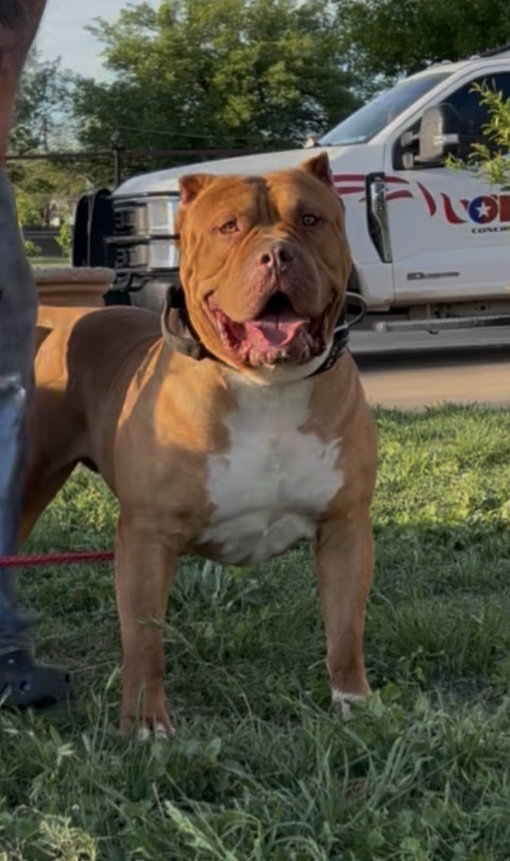 Dog Featured Image