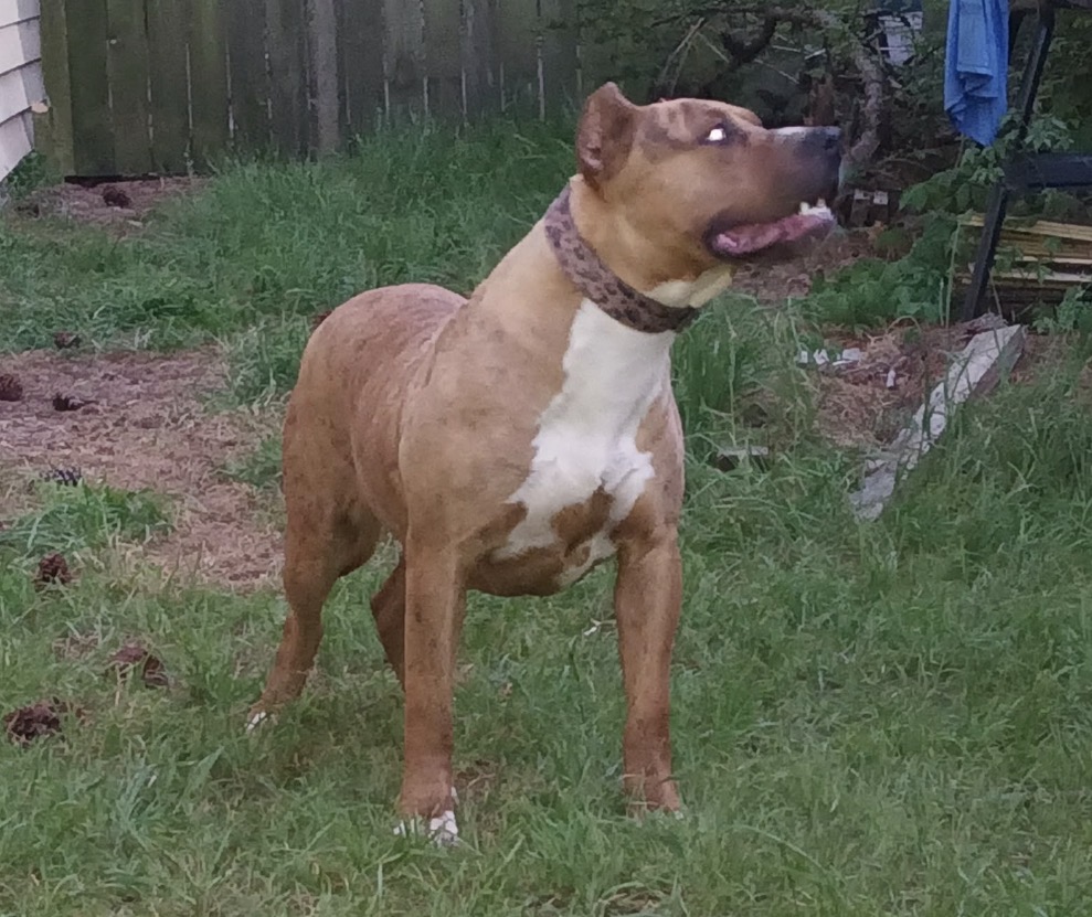 Dog Featured Image