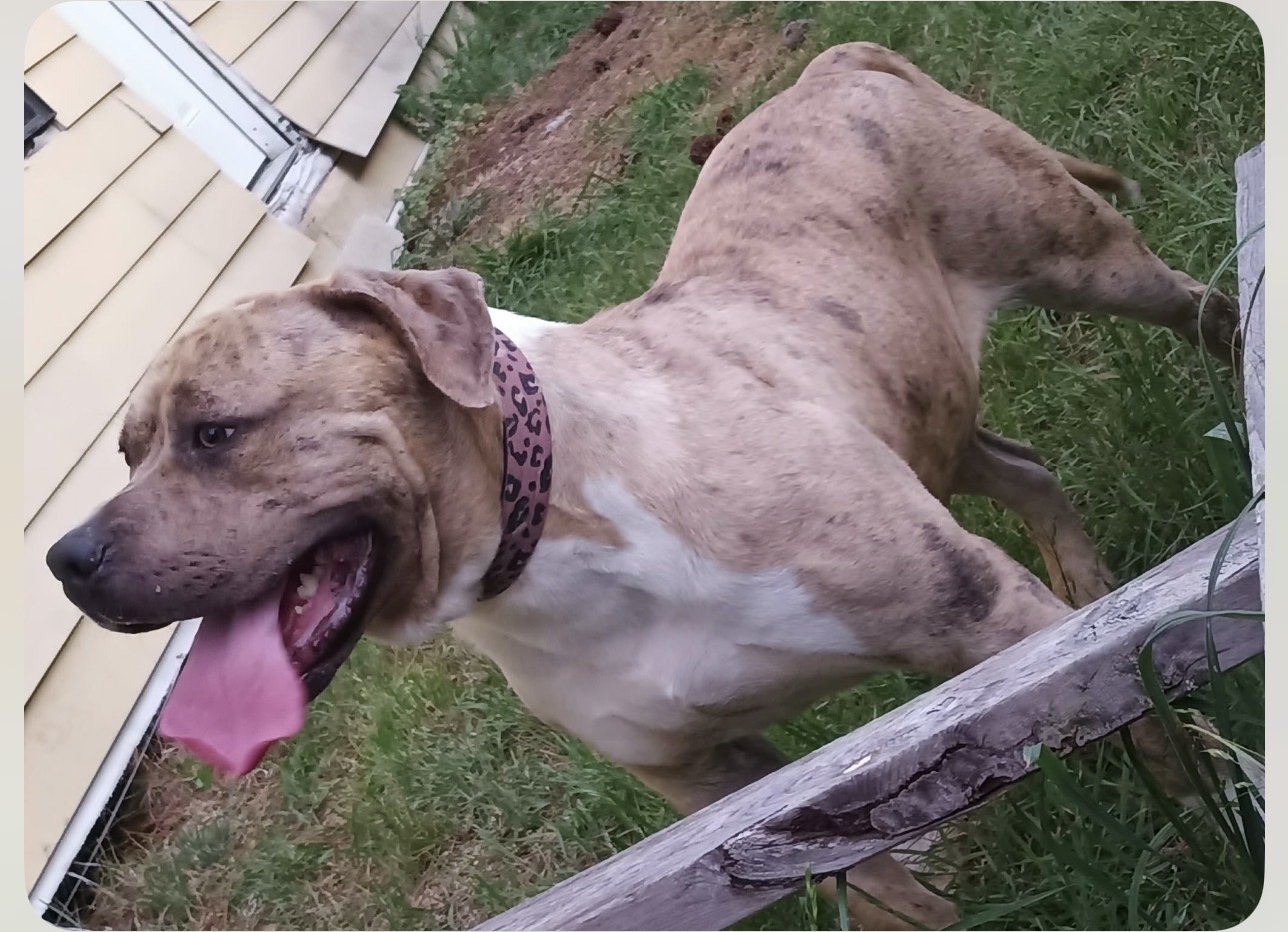 Dog Featured Image