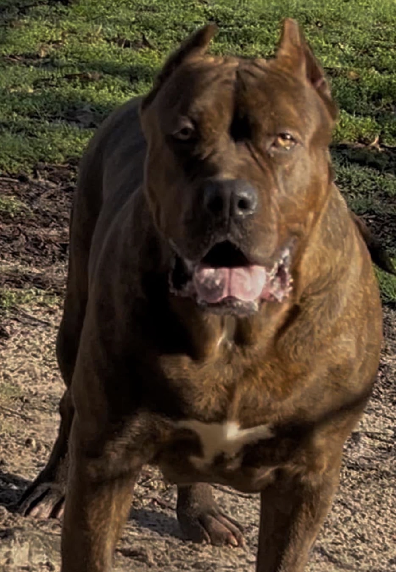 Dog Featured Image