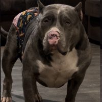 Gorillafacebullz Storm