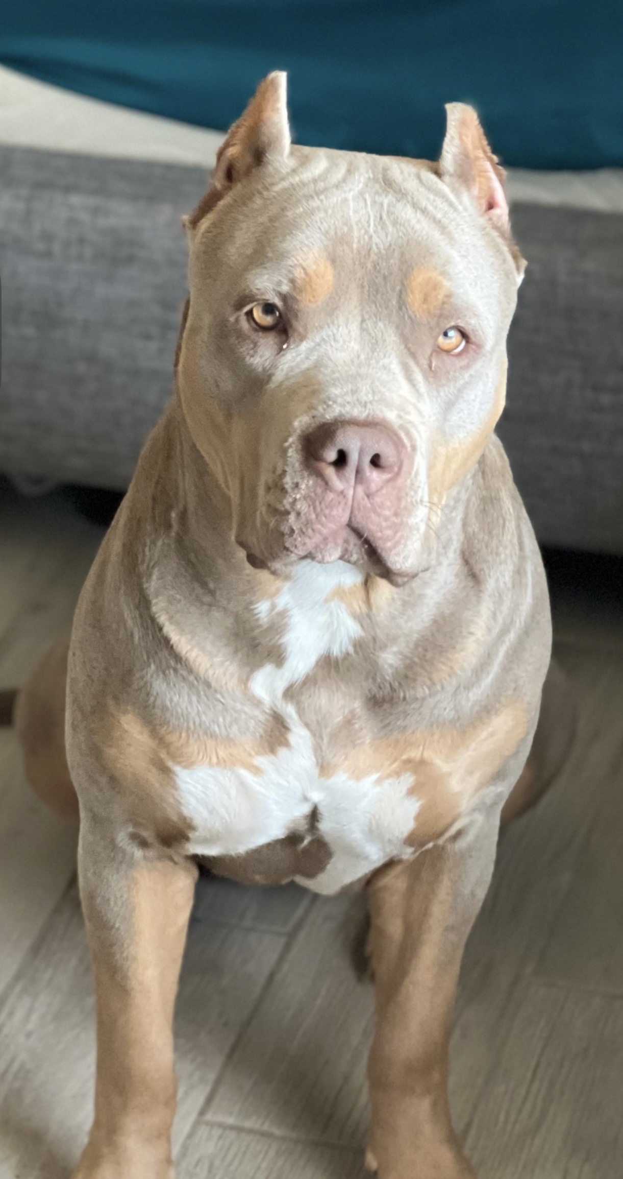 Dog Featured Image