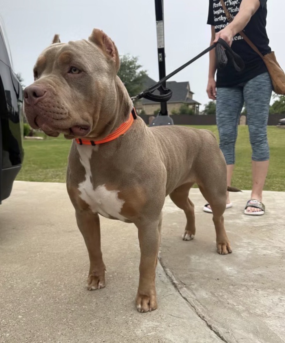 Dog Featured Image