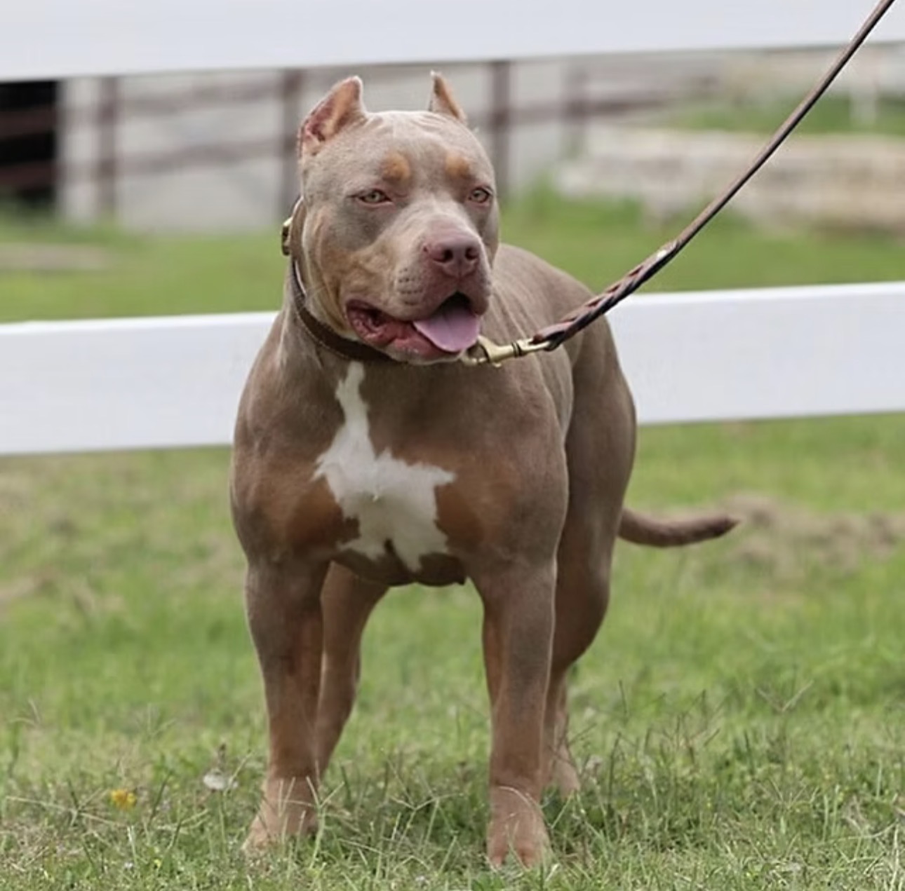 Dog Featured Image