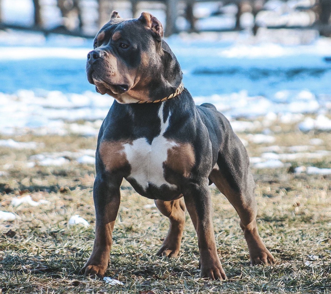 Dog Featured Image