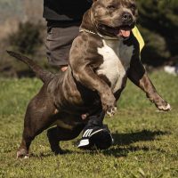Scorpion Kennels Daisy