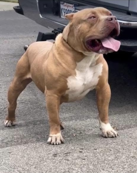 Dog Featured Image
