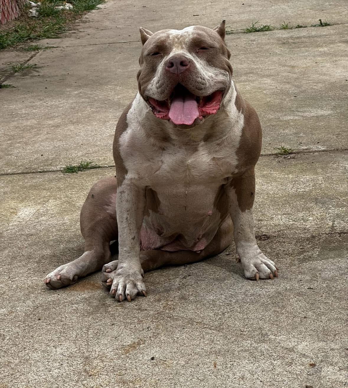 Dog Featured Image