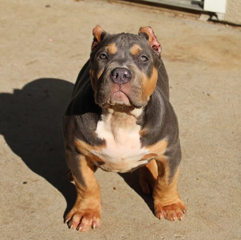 Dog Featured Image