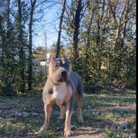 Dog Featured Image