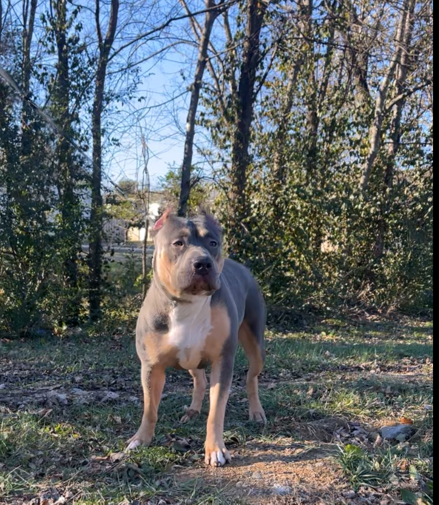 Dog Featured Image