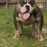 TKB Big Gee