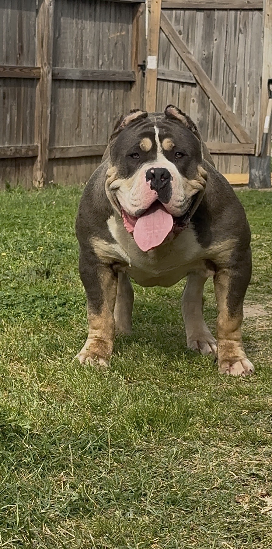 Dog Featured Image