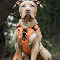 Dutchbosbullies Nayla