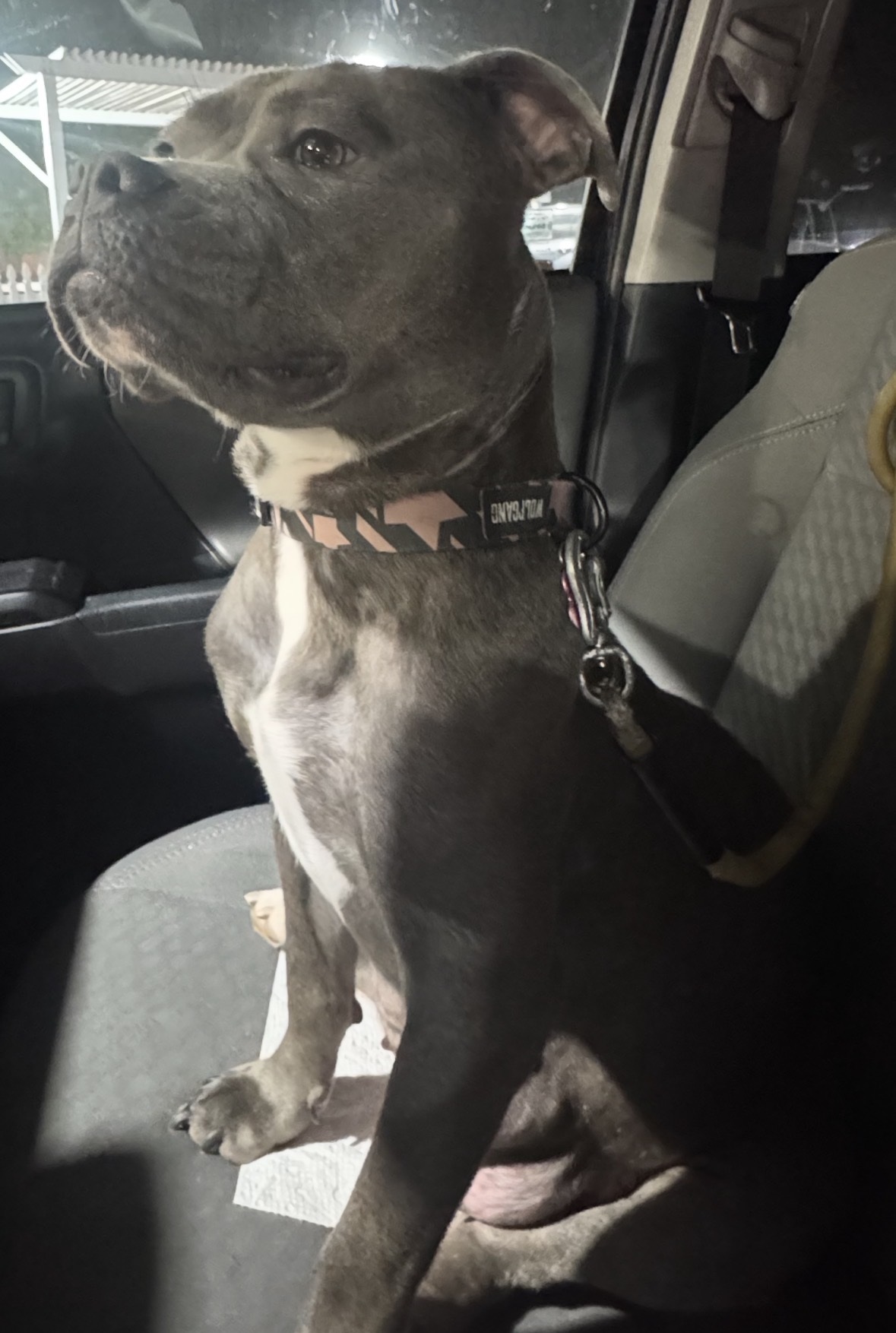 Dog Featured Image
