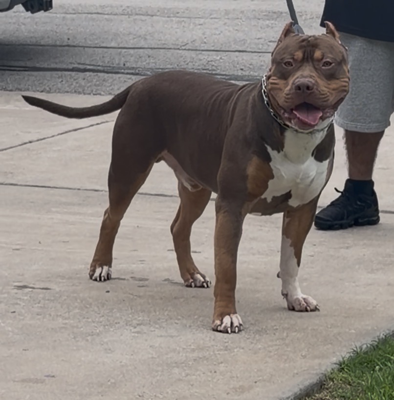 Dog Featured Image