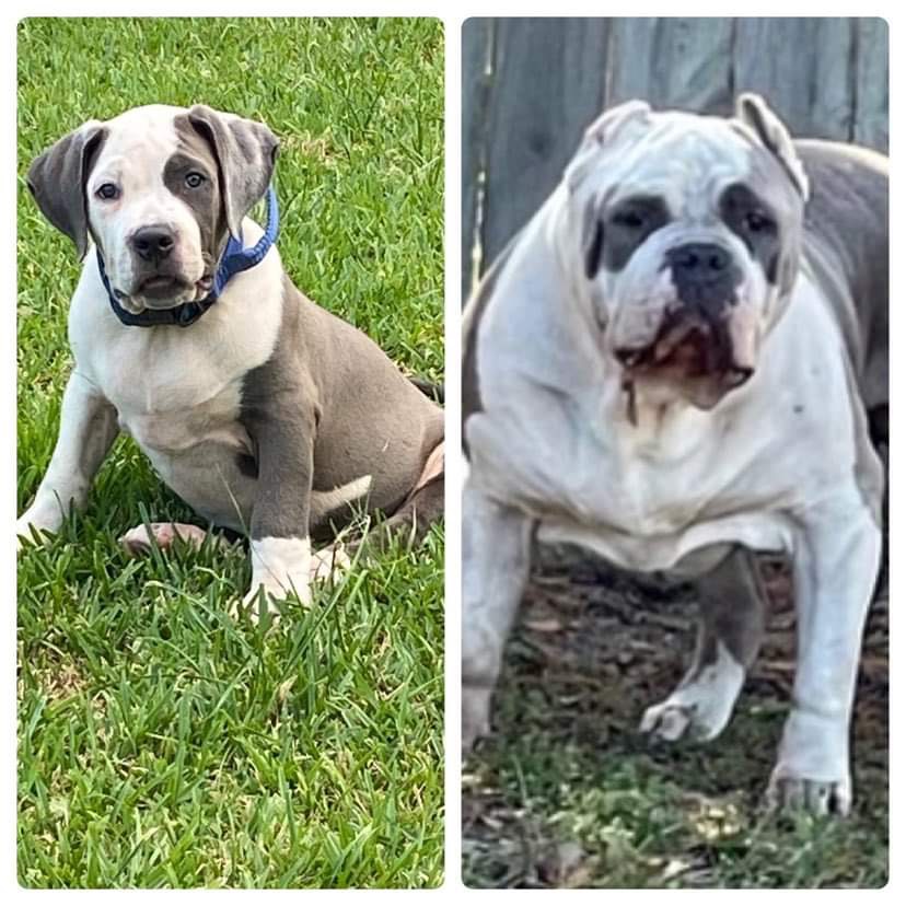 Dog Featured Image