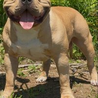 Dog Featured Image