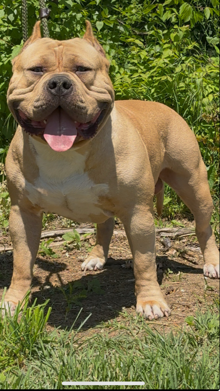 Dog Featured Image